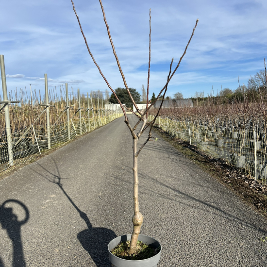 Pommier 'Reinette blanche du canada'