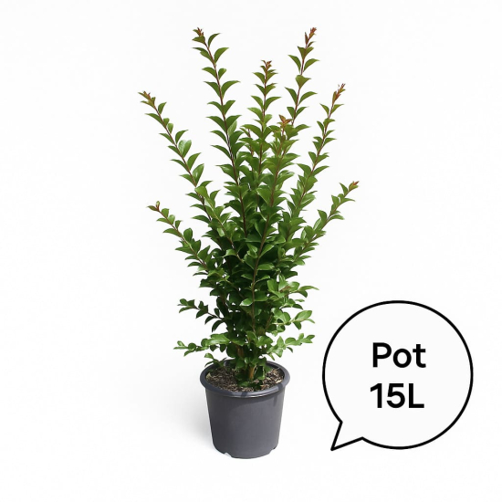 Lilas des indes 'Petit canaille blanc'