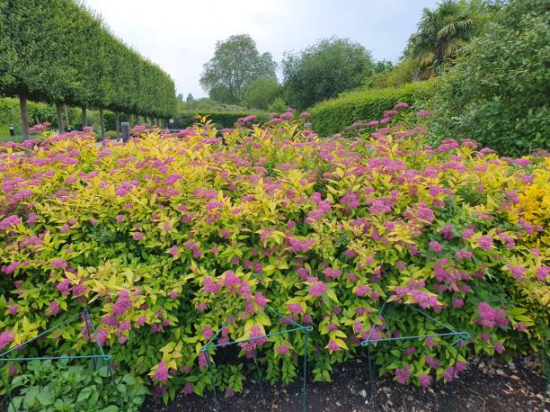 Spirée à floraison rouge 'Goldflame'