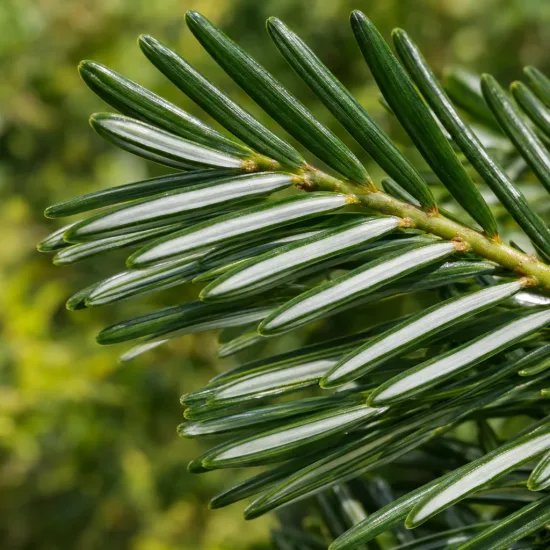 Sapin de vancouver (Abies grandis) — gros plan sur aiguilles vertes brillantes