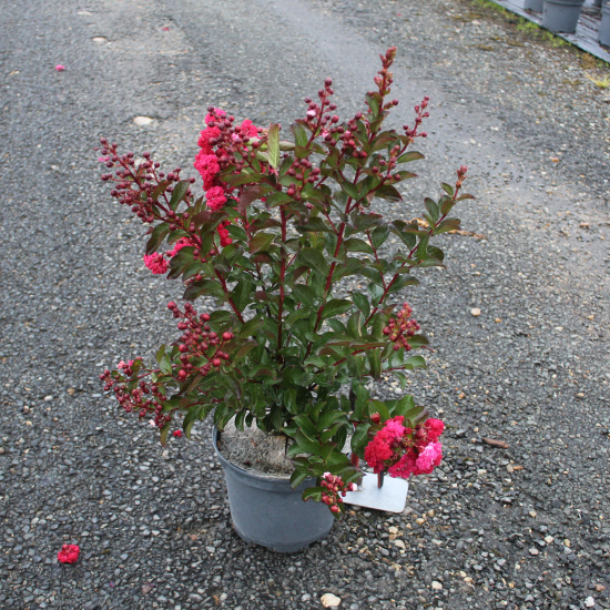 Lilas des indes 'Ruffled red magic'