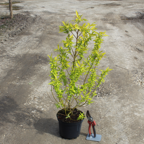 Saule des sakhalines 'Golden sunshine'