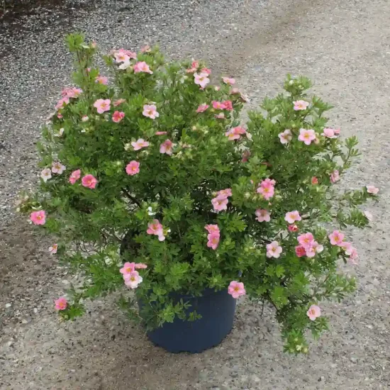 Potentille 'Pink paradise' (Potentilla fruticosa) — arbuste compact en pot, fleurs roses ouvertes · Pot 7.5L