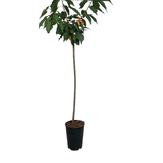 Cerisier van