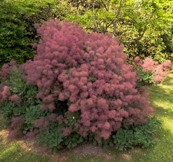 Arbre à perruque 'Dusky maiden'