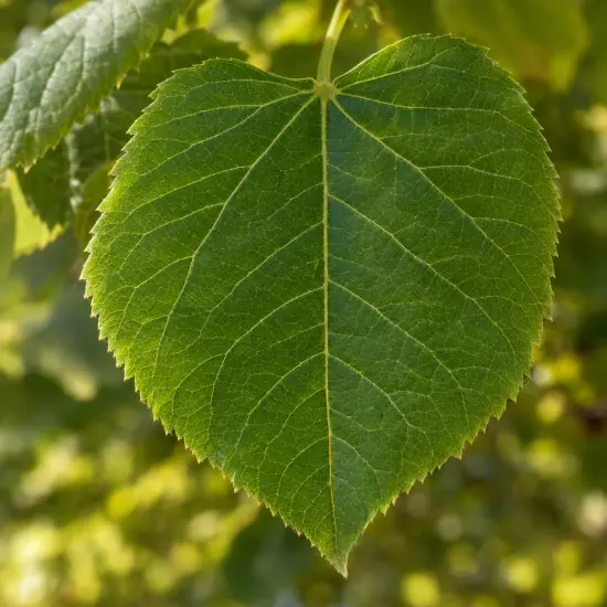 Tilleul d'amérique (Tilia americana) — gros plan sur une grande feuille verte