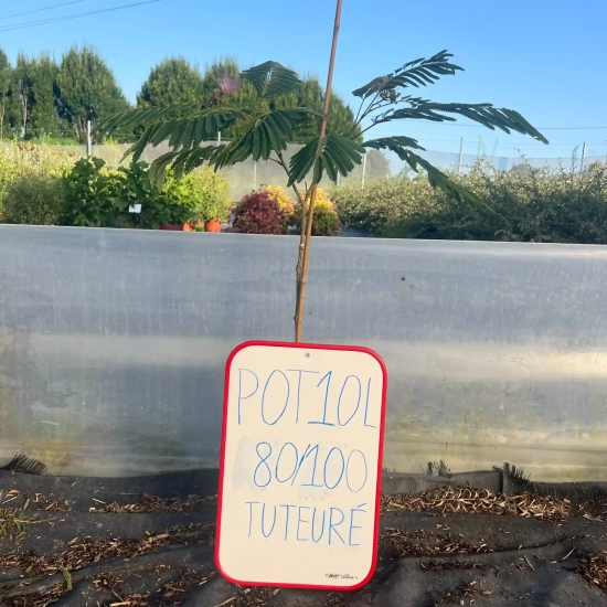 Arbre à soie