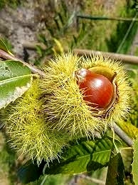 Châtaigner 'Maraval'