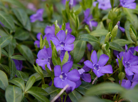 Sauge de Gregg violette