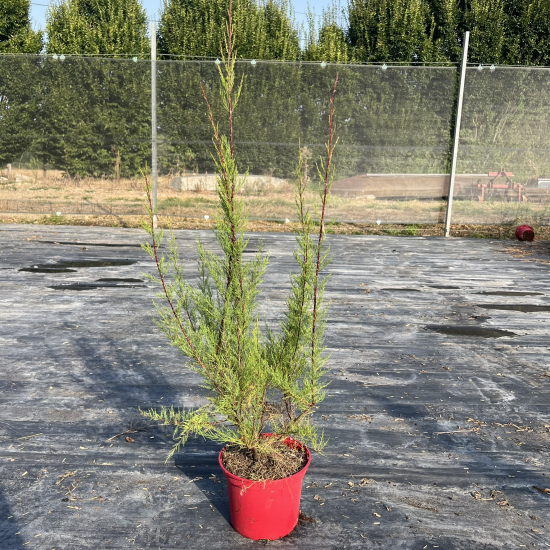 Tamaris de printemps 'Tetrandra'