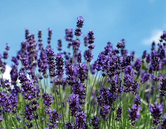Lavande officinale