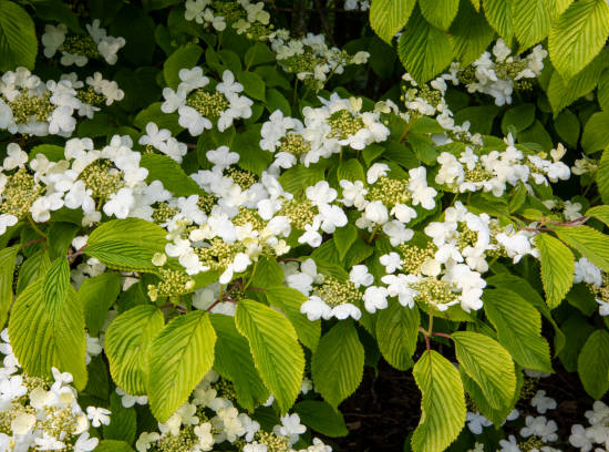 Viorne de chine 'Mariesii'