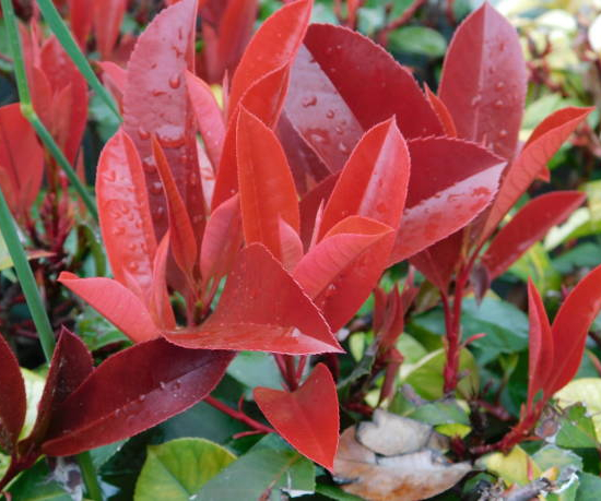 Photinia 'Little red robin'