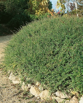 Cotonéaster 'Eichholz'