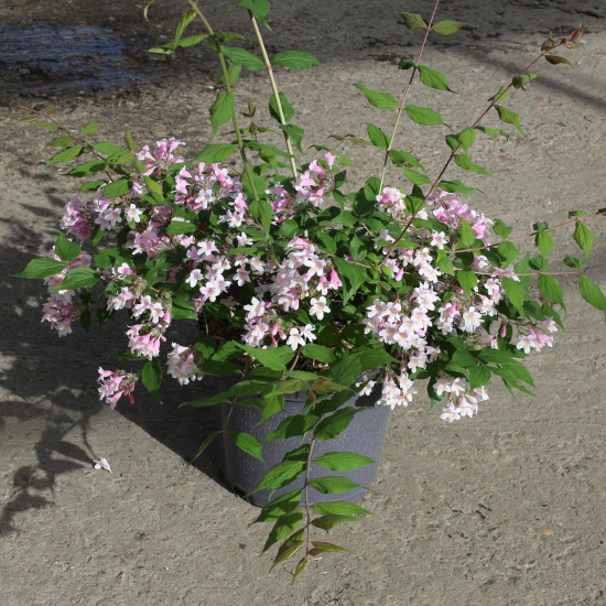 Buisson de beauté 'Pink cloud'