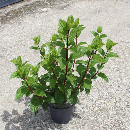 Hortensia paniculé 'Sundae fraise'