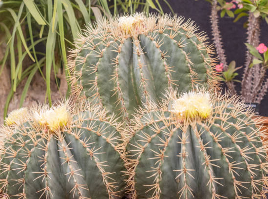 Cactus solitaire globulaire