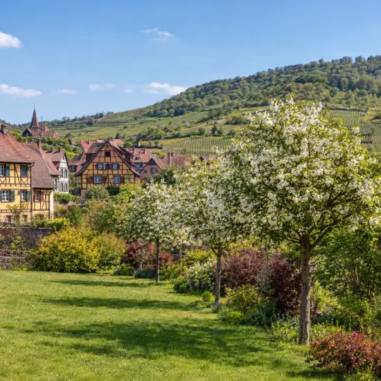Pommier 'Braendkjaer' (Malus) — arbres en fleurs dans un jardin de village