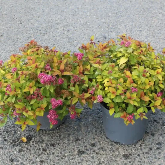 Spirée du japon 'Magic carpet' (Spiraea japonica) — deux arbustes en pot, feuillage vert et fleurs roses · Pot 3L