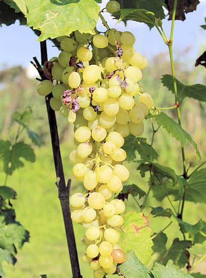 Vigne 'De table italia'