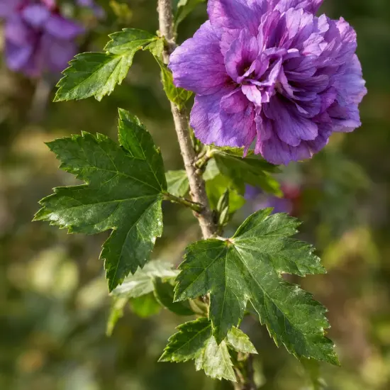 Althéa 'French cabaret purple' (Hibiscus syriacus) — gros plan de fleur mauve et feuilles vertes