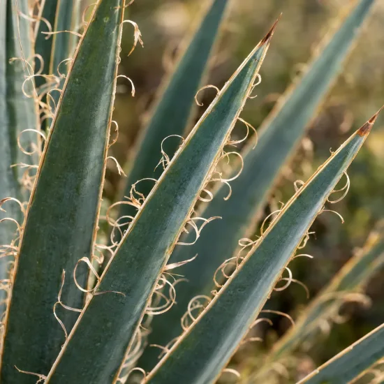 Résistant au sec (Yucca neomexicana) — gros plan de longues feuilles épaisses avec filaments · Photo d'illustration