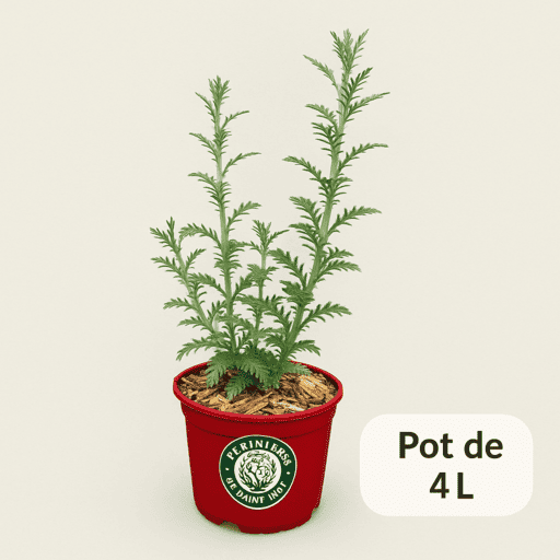Sauge de sibérie 'Blue spire'