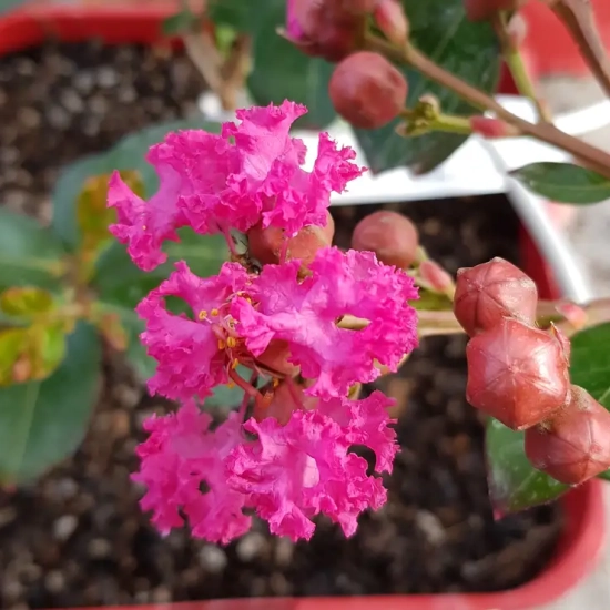 Lilas des indes 'Braise d'été®'