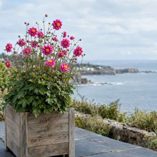 Anémone du japon 'Pamina' (Anemone hupehensis) — plante fleurie en bac bois devant la mer · Photo d'illustration