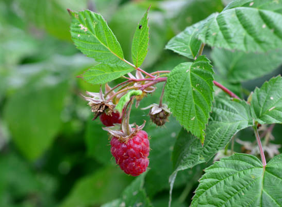 Framboisier 'Zeva'