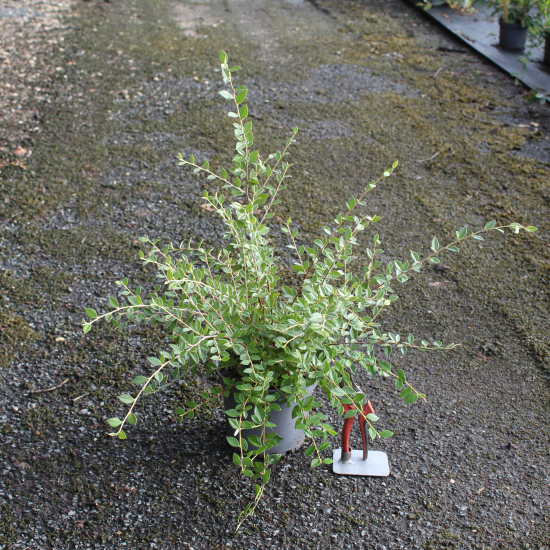 Cotonéaster de Franchet ou Cotonéastre de Franchet