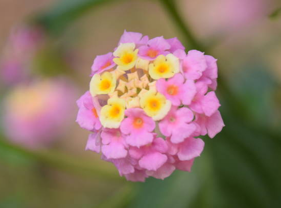 Lantanier rose pâle