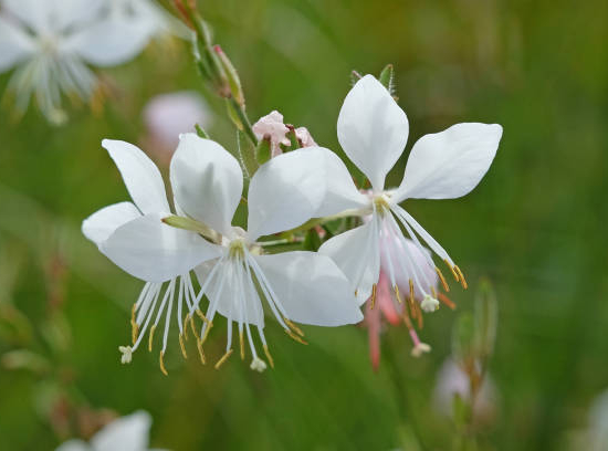Gaura 'Nova'