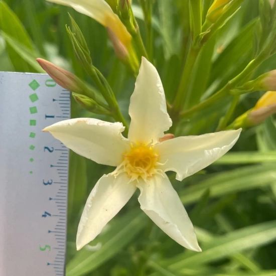 Laurier rose 'Ile de Capri'