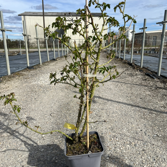 Rosier 'L'alhambra  '