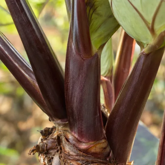 Oreille d'éléphant 'Hawai' (Colocasia) — gros plan sur pétioles épais et feuillage · Photo d'illustration