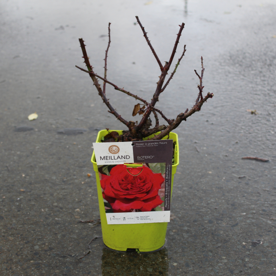 Rosier 'Botero '