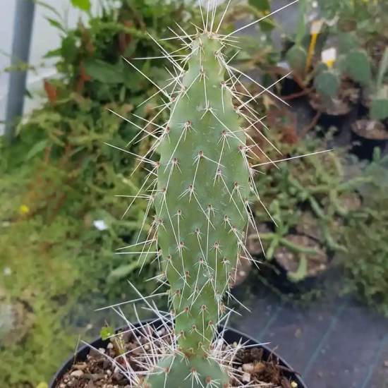 Opuntia  polyacantha