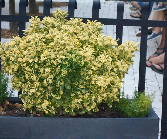 Fusain du japon 'Micro aureomarginatus'