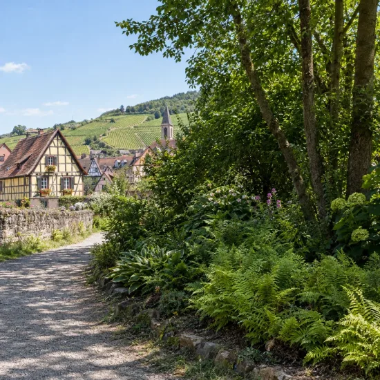 Fougère femelle (Athyrium filix-femina) — massif de fougères vertes le long d'un chemin · Photo d'illustration