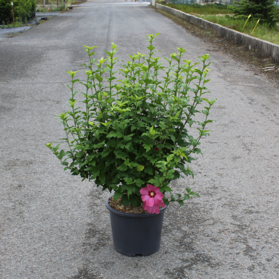 Althéa 'Woodbridge rge clair'