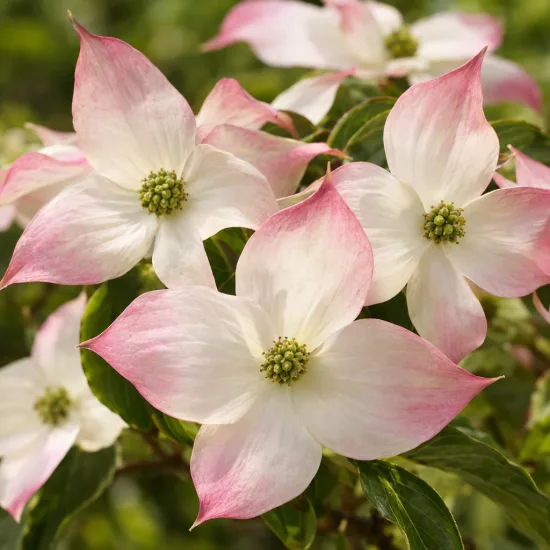 Cornouiller 'X kousa parc de haute bretagne' (Cornus hongkongensis) — fleurs étoilées blanches bordées de rose en gros plan