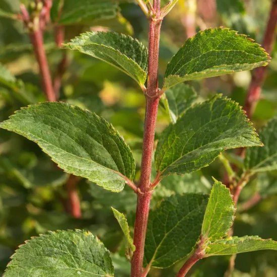 Hortensia paniculé 'Confettii' (Hydrangea paniculata) — tiges rougeâtres avec feuilles vertes dentées · Photo d'illustration
