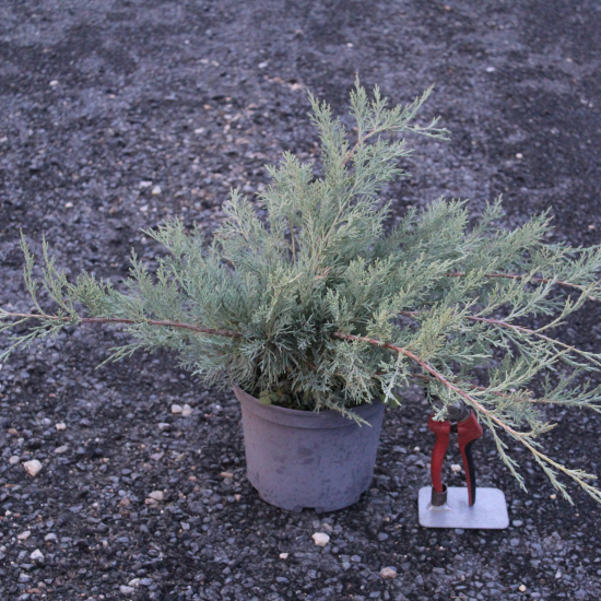 Genévrier de pfitzer 'Pfitzeriana'