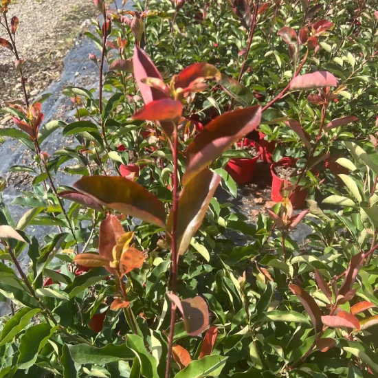 Photinia 'Red select'