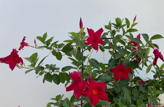 Mandeville 'cosmos' rouge