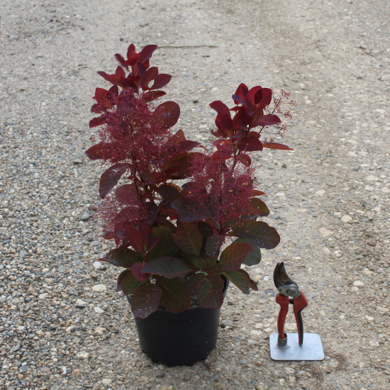 Arbre à perruque 'Grace'