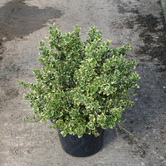 Fusain de fortune 'Emerald gaiety'