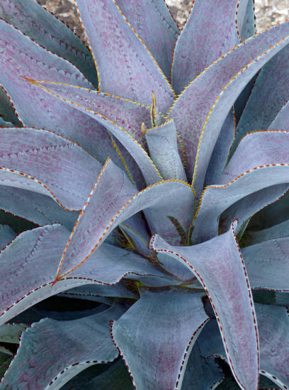 Mangave 'Silver fox'