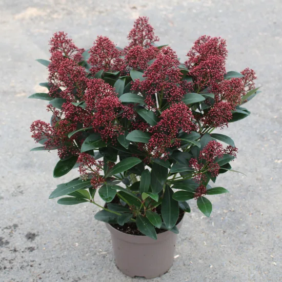 Skimmia du japon 'Rubella' (Skimmia japonica) — arbuste dense en pot, boutons floraux rouges · Pot 3L